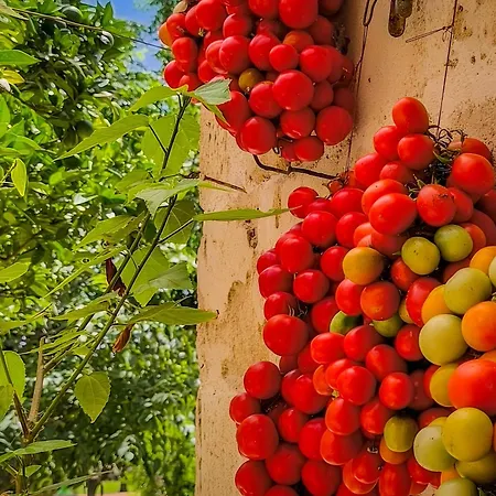 Silmona - Relax Nel Cuore Del Salento 3*